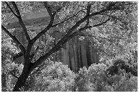 Cottonwood and red cliffs in late summer. Capitol Reef National Park ( black and white)