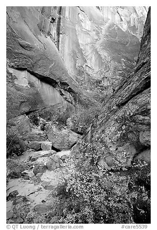 Leaves and patterned wall in Surprise canyon. Capitol Reef National Park (black and white)