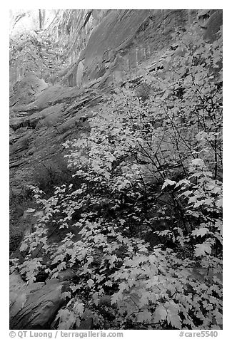 Maple in Surprise canyon. Capitol Reef National Park (black and white)