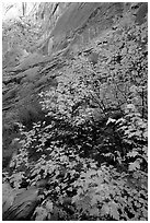 Maple in Surprise canyon. Capitol Reef National Park, Utah, USA. (black and white)