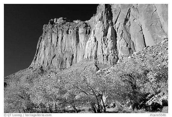 Cottonwods in fall colors and tall cliffs near Fruita. Capitol Reef National Park, Utah, USA.