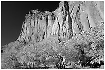 Cottonwods in fall colors and tall cliffs near Fruita. Capitol Reef National Park ( black and white)