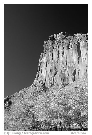 Cottonwods in fall foliage and tall cliffs near Fruita. Capitol Reef National Park, Utah, USA.