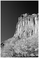 Cottonwods in fall foliage and tall cliffs near Fruita. Capitol Reef National Park, Utah, USA. (black and white)