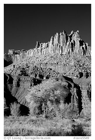 Cottonwods at the base of the Castle during fall. Capitol Reef National Park (black and white)