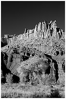 Cottonwods at the base of the Castle during fall. Capitol Reef National Park ( black and white)