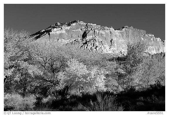 Trees in colors and cliffs near Fruita. Capitol Reef National Park, Utah, USA.