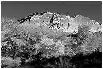 Trees in falls colors and cliffs, Fruita. Capitol Reef National Park, Utah, USA. (black and white)