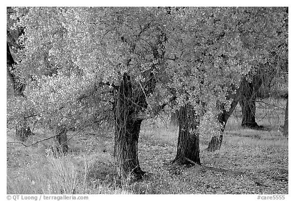 Orchard trees in fall foliage, Fuita. Capitol Reef National Park (black and white)