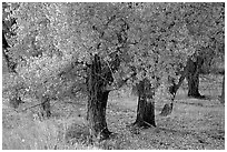 Orchard trees in fall foliage, Fuita. Capitol Reef National Park, Utah, USA. (black and white)