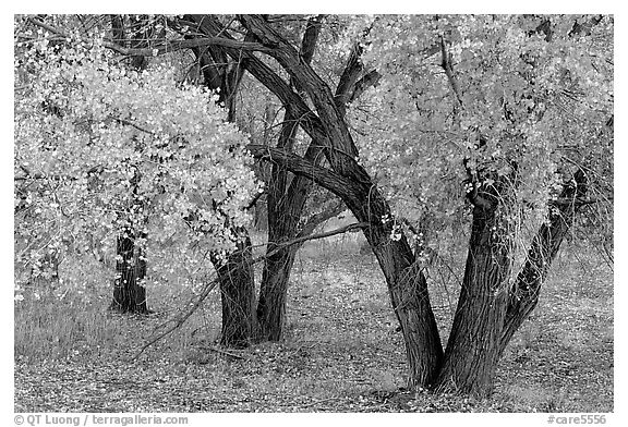 Orchard trees in fall colors, Fuita. Capitol Reef National Park, Utah, USA.