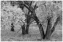 Orchard trees in fall colors, Fuita. Capitol Reef National Park, Utah, USA. (black and white)
