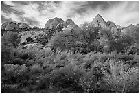 Srubs and trees in autum under white sandstone domes. Capitol Reef National Park, Utah, USA. (black and white)