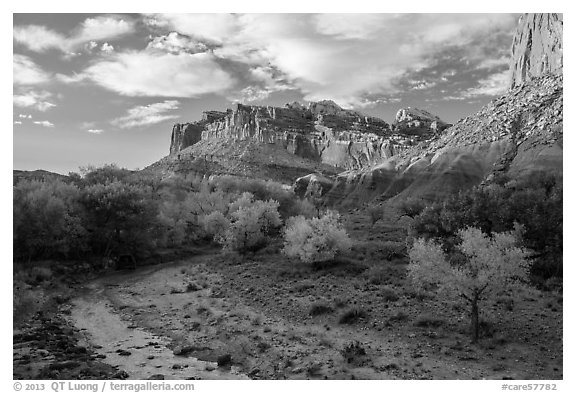 Sulphur Creek, trees in fall foliage, and Castle, Fruita. Capitol Reef National Park, Utah, USA.