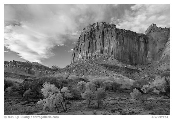 Cliffs towering above Fruita trees in autumn, sunset. Capitol Reef National Park, Utah, USA.