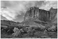 Cliffs towering above Fruita trees in autumn, sunset. Capitol Reef National Park, Utah, USA. (black and white)