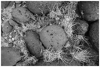 Ground View with basalt boulders and grass. Capitol Reef National Park, Utah, USA. (black and white)