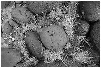 Ground View with basalt boulders and grass. Capitol Reef National Park, Utah, USA. (black and white)