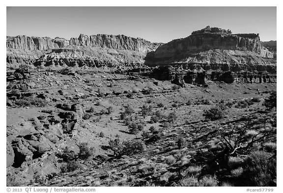 Junipers and Mummy cliffs. Capitol Reef National Park, Utah, USA.