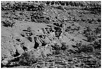 Junipers and red Moenkopi Formation sandstone. Capitol Reef National Park, Utah, USA. (black and white)