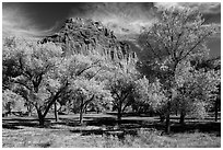 Fruita orchard and cliff in autumn. Capitol Reef National Park, Utah, USA. (black and white)