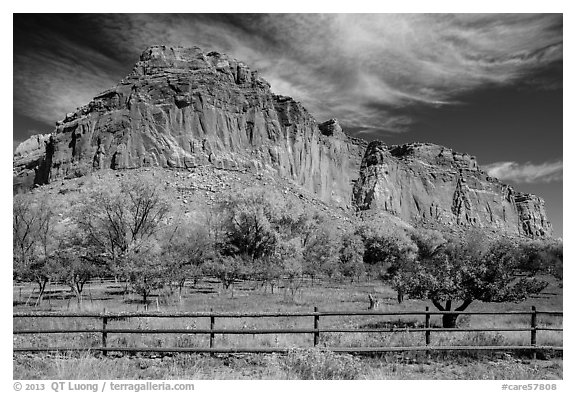 Historic orchard and cliff in autumn, Fruita. Capitol Reef National Park (black and white)