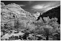 Autumn colors below Capitol Dome. Capitol Reef National Park, Utah, USA. (black and white)
