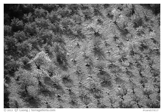 Orchard trees in autumn from above. Capitol Reef National Park (black and white)