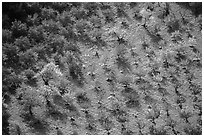 Orchard trees in autumn from above. Capitol Reef National Park ( black and white)