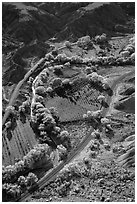 Fruita orchards in the fall, seen from above. Capitol Reef National Park, Utah, USA. (black and white)