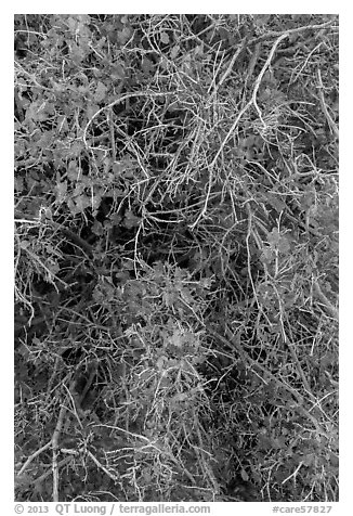 Branches and leaves in autumn. Capitol Reef National Park (black and white)