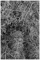 Branches and leaves in autumn. Capitol Reef National Park ( black and white)