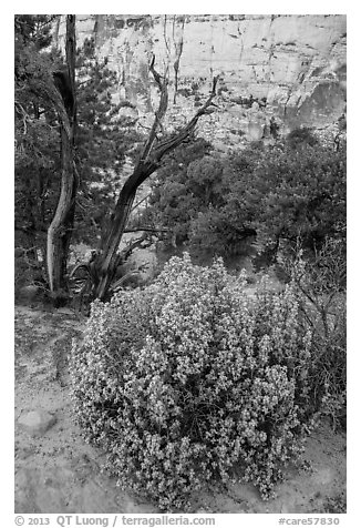 Desert vegetation on North Rim. Capitol Reef National Park (black and white)