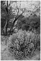 Desert vegetation on North Rim. Capitol Reef National Park, Utah, USA. (black and white)