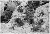 Shrubs with fall foliage and sandstone ledges. Capitol Reef National Park, Utah, USA. (black and white)