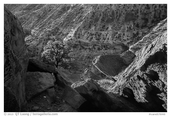 Juniper and cliffs on rim of Sulfur Creek Canyon. Capitol Reef National Park (black and white)