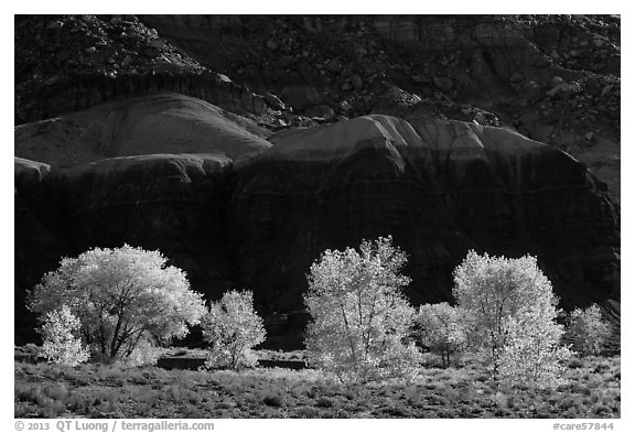 Cottonwood trees in the fall against shale. Capitol Reef National Park, Utah, USA.