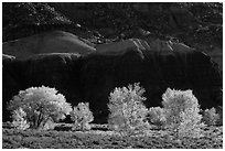 Cottonwood trees in the fall against shale. Capitol Reef National Park ( black and white)