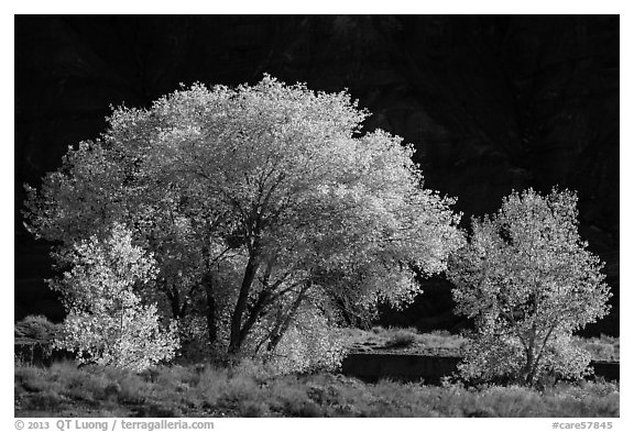 Cottonwood trees in autumn against cliffs. Capitol Reef National Park (black and white)