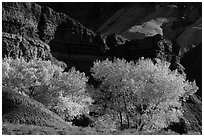 Cottonwood trees in autumn, Moenkopi Formation and Monitor Butte rocks. Capitol Reef National Park, Utah, USA. (black and white)