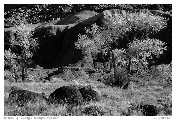 Basalt boulders, Cottonwoods in autumn, cliffs. Capitol Reef National Park, Utah, USA.