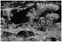 Basalt boulders, Cottonwoods in autumn, cliffs. Capitol Reef National Park, Utah, USA. (black and white)