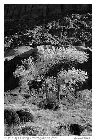 Basalt boulders, Cottonwoods in fall, cliff base. Capitol Reef National Park, Utah, USA.