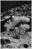 Basalt boulders, Cottonwoods in fall, cliff base. Capitol Reef National Park ( black and white)