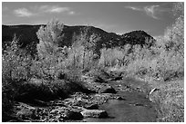 Pleasant Creek in autumn. Capitol Reef National Park, Utah, USA. (black and white)