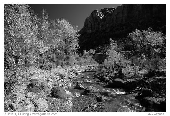 Pleasant Creek, cottowoods, and cliff in autumn. Capitol Reef National Park (black and white)