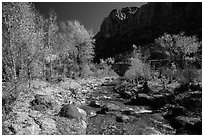 Pleasant Creek, cottowoods, and cliff in autumn. Capitol Reef National Park, Utah, USA. (black and white)