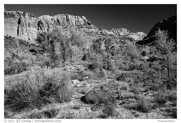 Cottonwoods and desert plants in autumn near Pleasant Creek. Capitol Reef National Park (black and white)