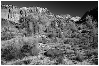 Cottonwoods and desert plants in autumn near Pleasant Creek. Capitol Reef National Park, Utah, USA. (black and white)