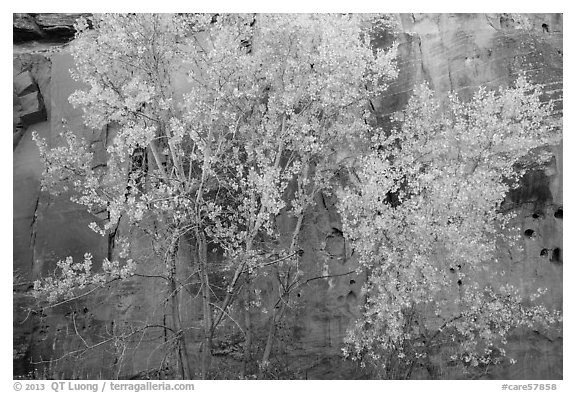 Aspen in fall foliage against red sandstone cliff. Capitol Reef National Park, Utah, USA.